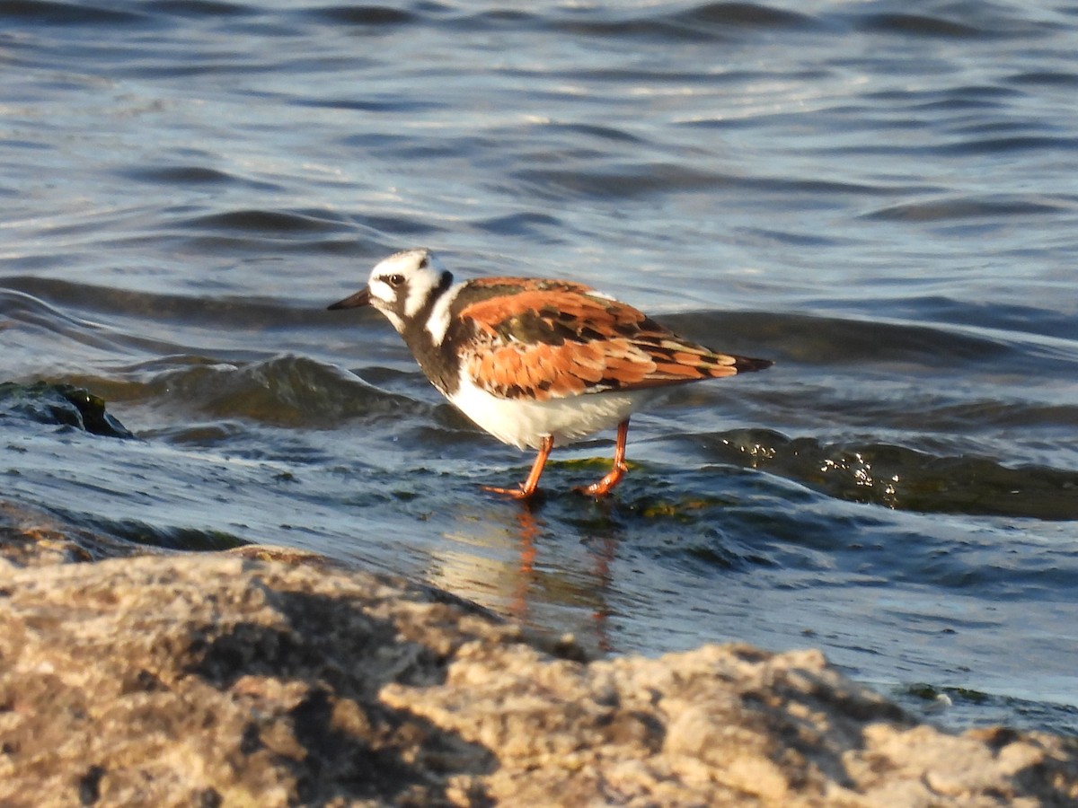 Ruddy Turnstone - Laura Griffin