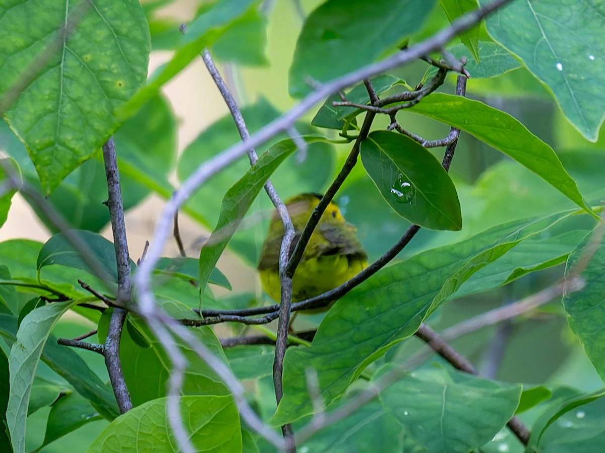 Wilson's Warbler - ML619471084