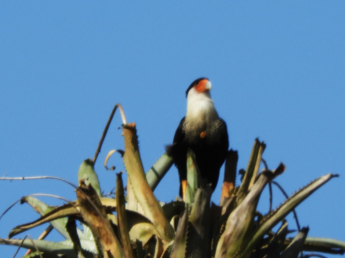 Crested Caracara - Maria Corriols