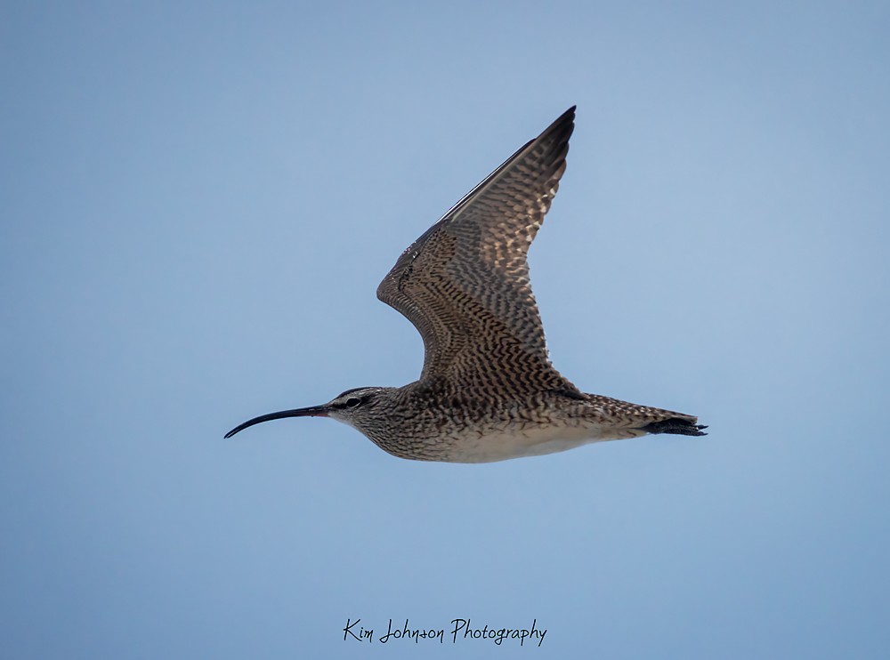 Whimbrel - Kim Johnson