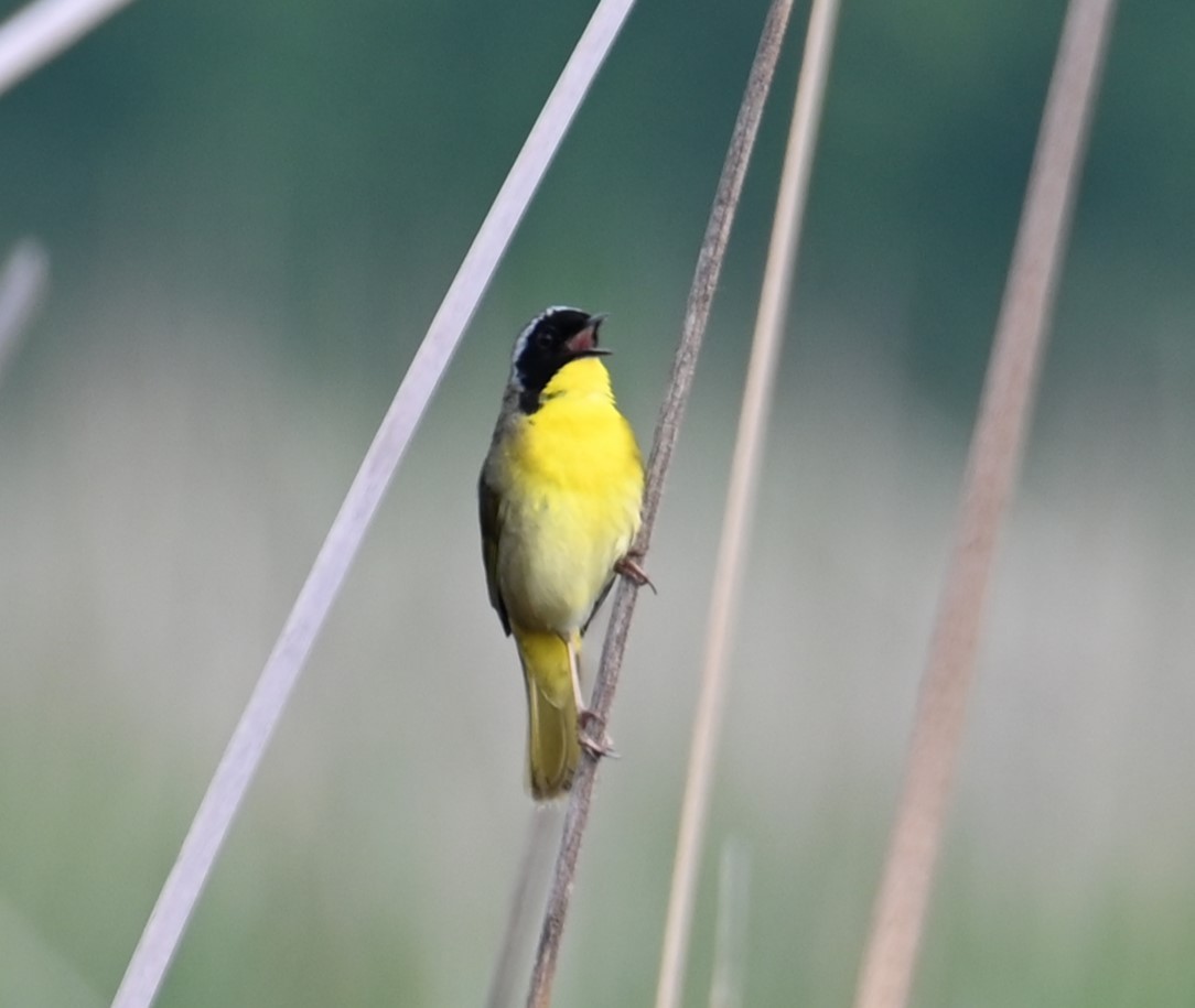 Common Yellowthroat - Nicolle and H-Boon Lee