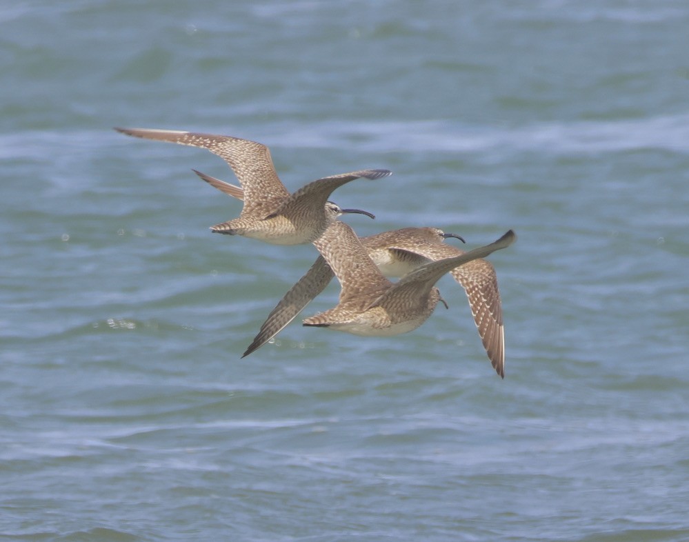 Whimbrel - Gretchen Framel