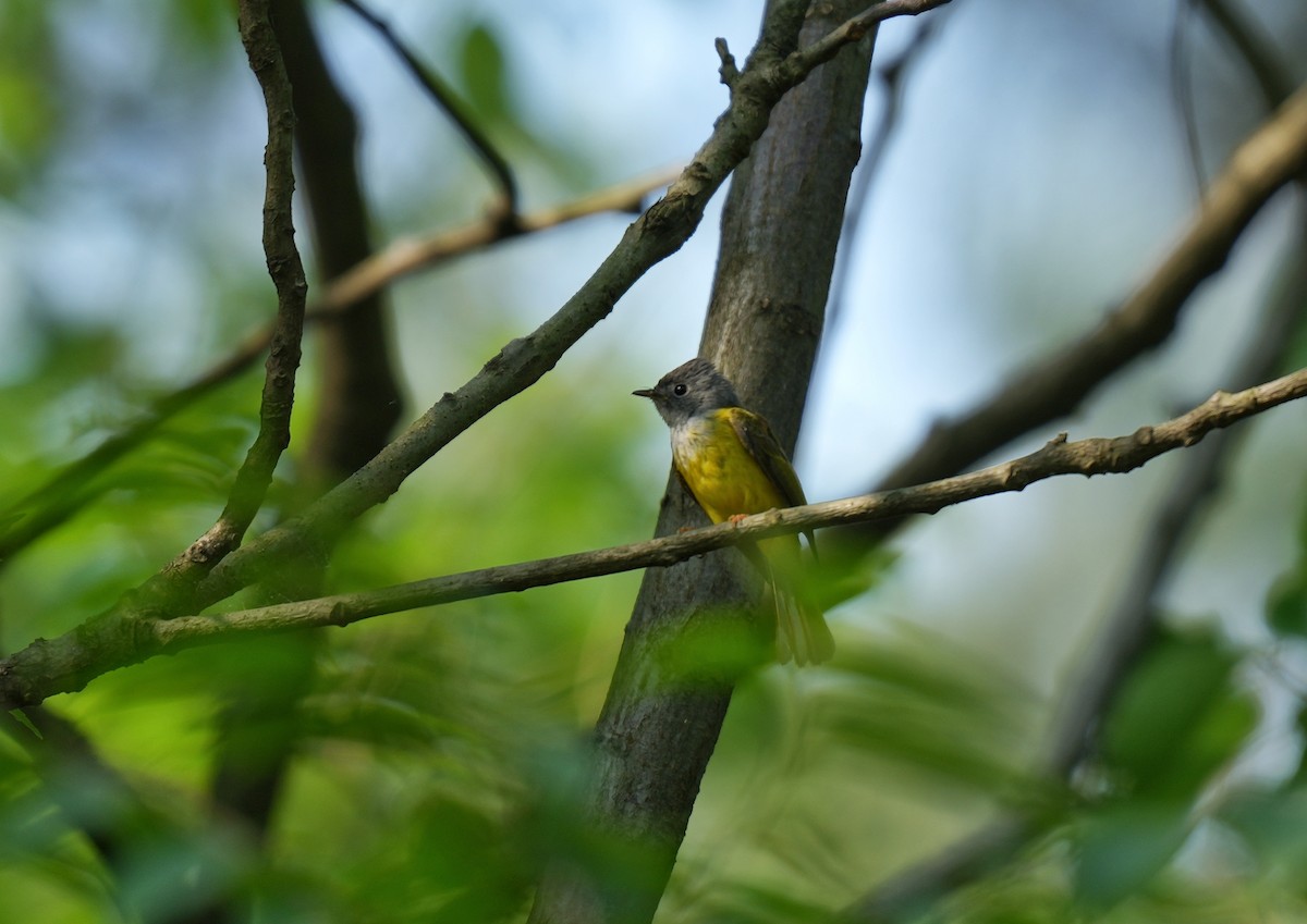 Gray-headed Canary-Flycatcher - 浙江 重要鸟讯汇整