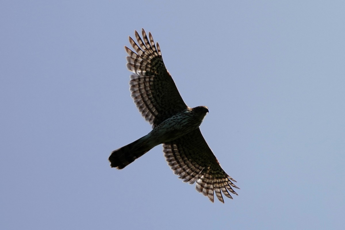 Cooper's Hawk - Dana Siefer