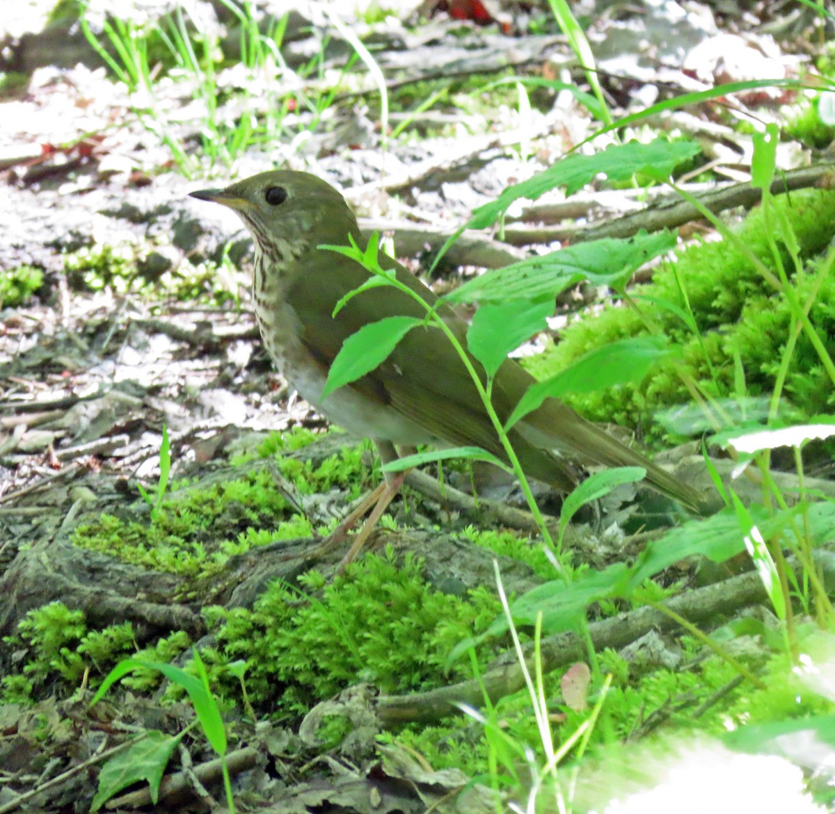 Gray-cheeked Thrush - Shilo McDonald