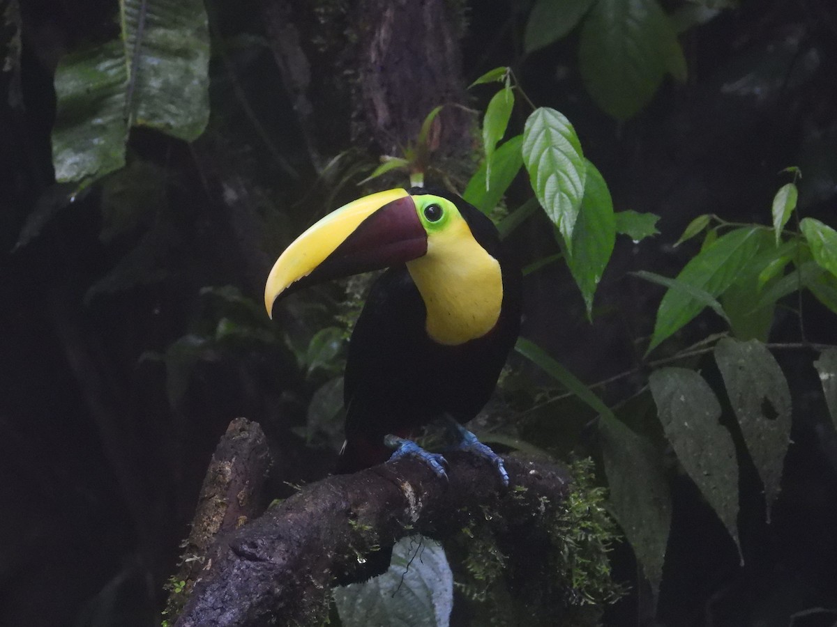 Yellow-throated Toucan - Francisco Sornoza