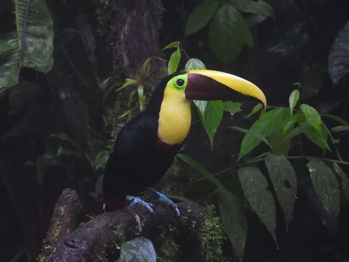 Yellow-throated Toucan - Francisco Sornoza