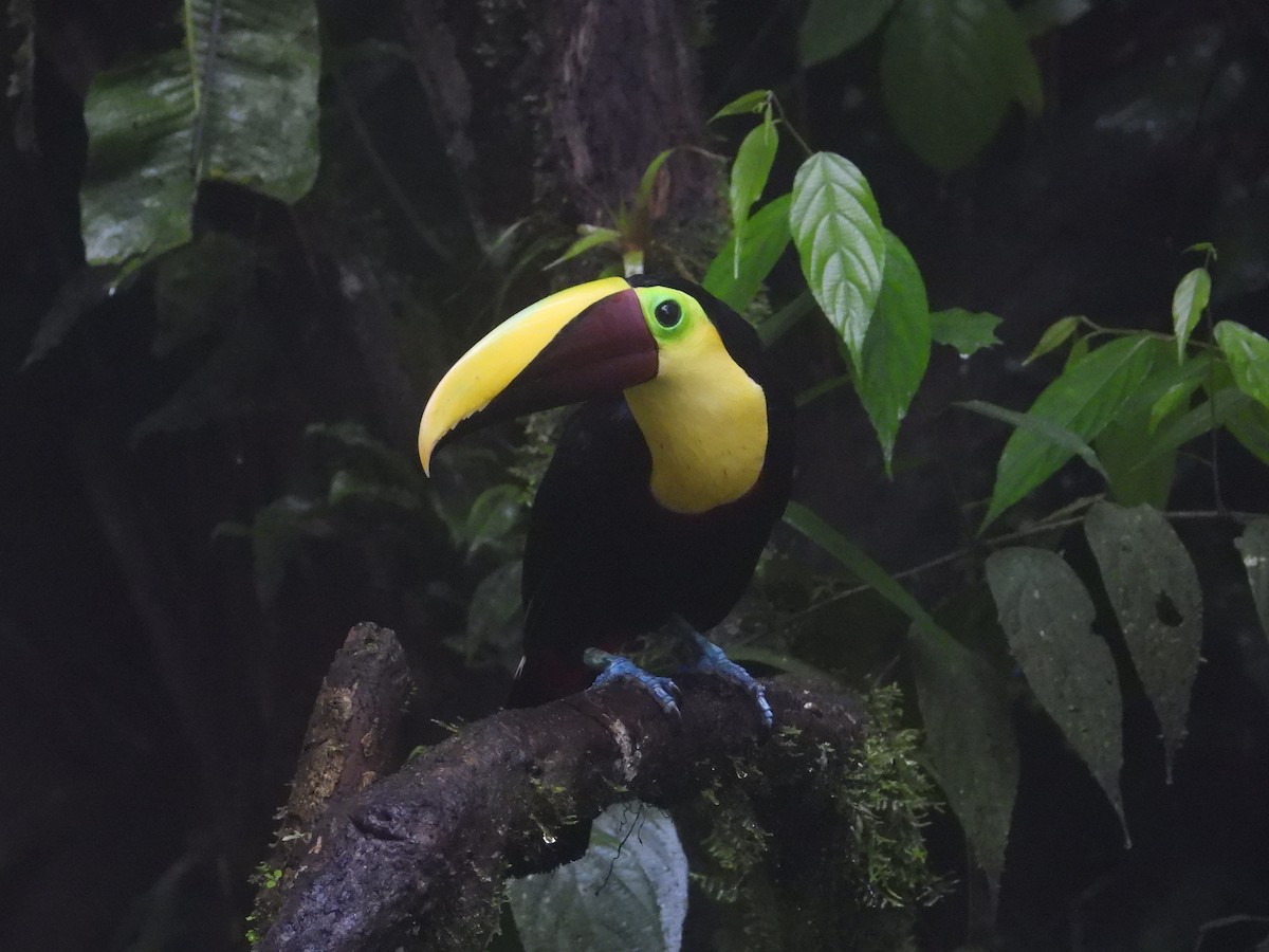 Yellow-throated Toucan - Francisco Sornoza