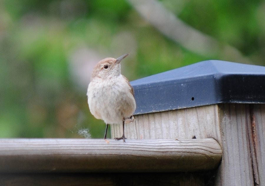 Rock Wren - Benny Gadsden