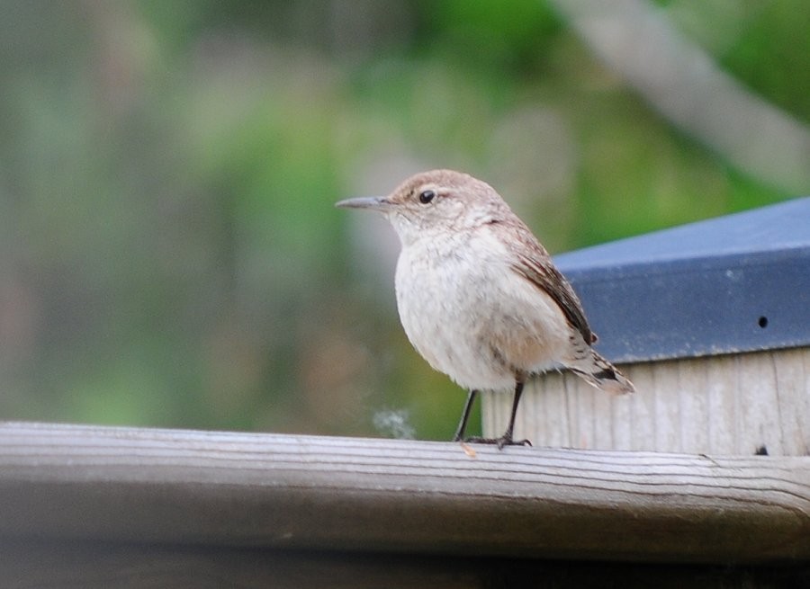 Rock Wren - Benny Gadsden