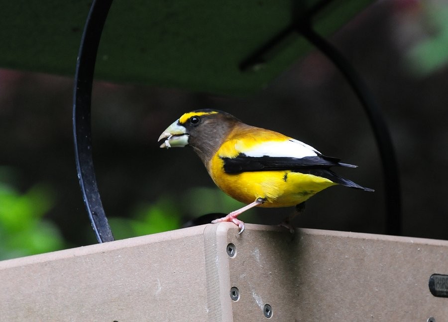 Evening Grosbeak - Benny Gadsden