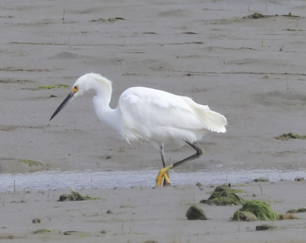 Snowy Egret - Gretchen Framel