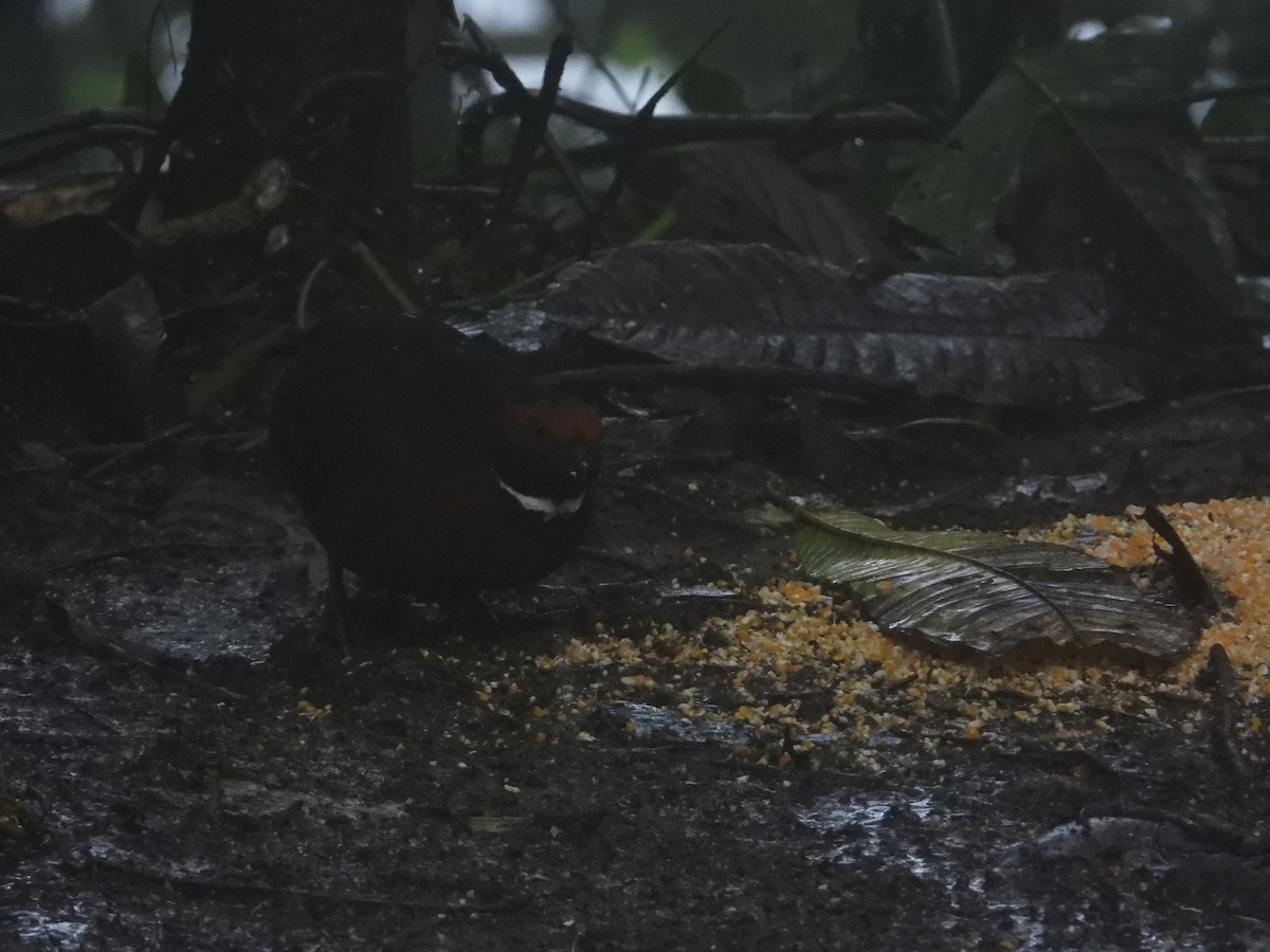 Rufous-fronted Wood-Quail - ML619471129