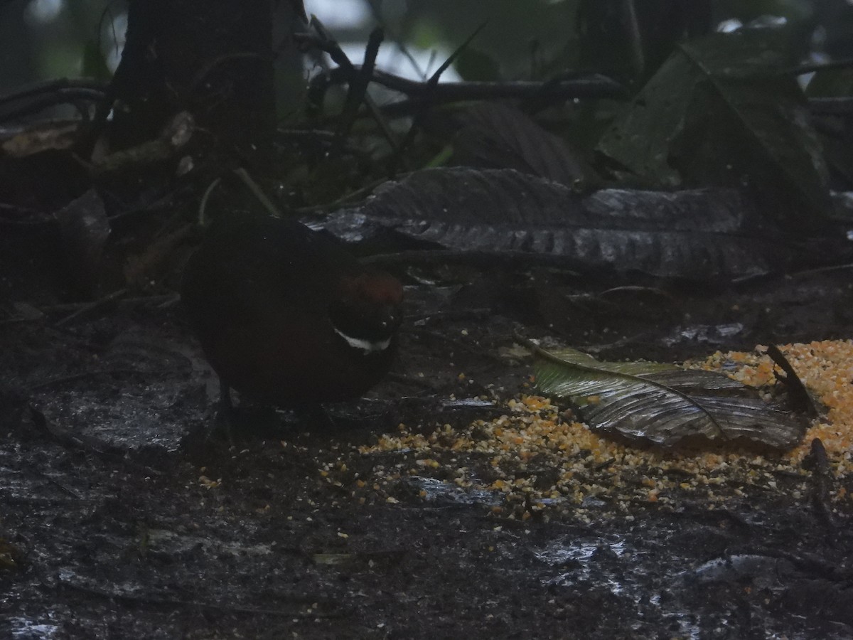 Rufous-fronted Wood-Quail - Francisco Sornoza