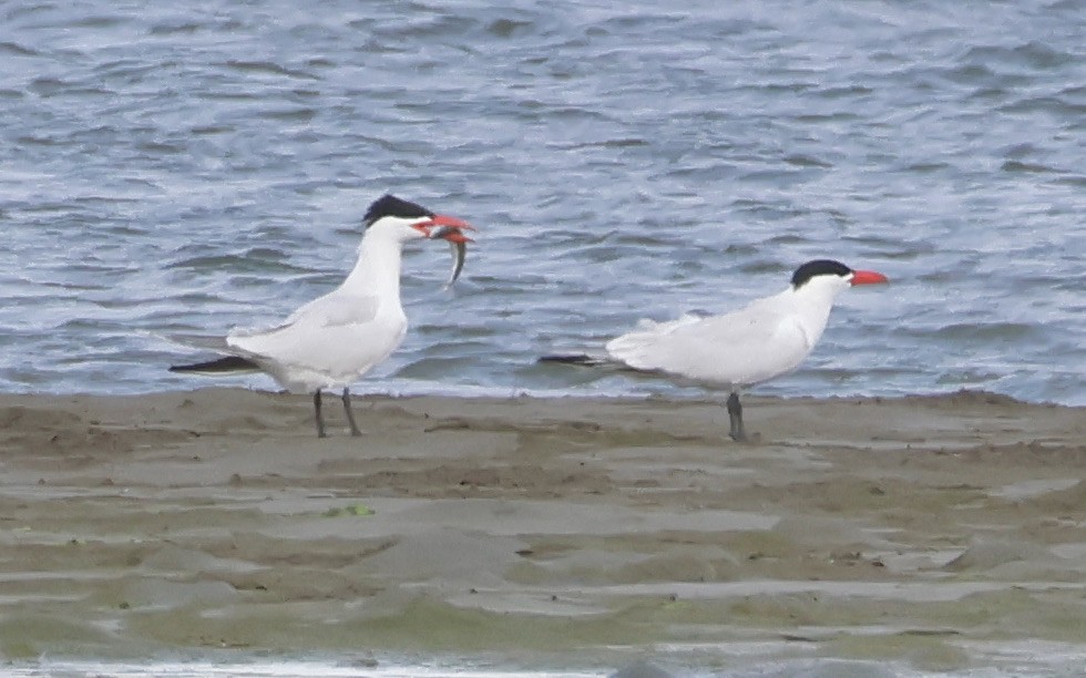 Caspian Tern - Gretchen Framel