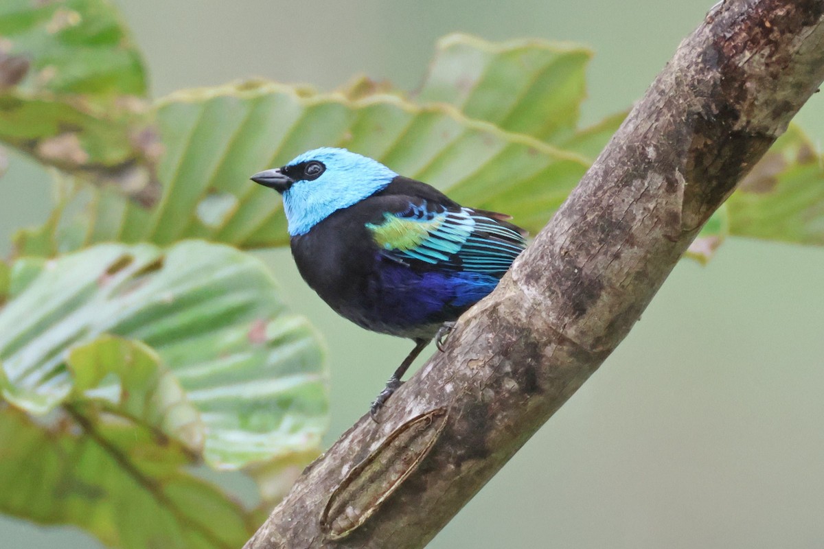 Blue-necked Tanager - Jim Sculatti