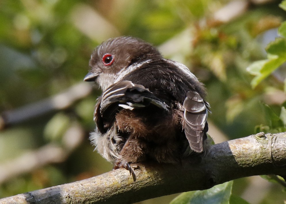 Long-tailed Tit - Moe Bertrand