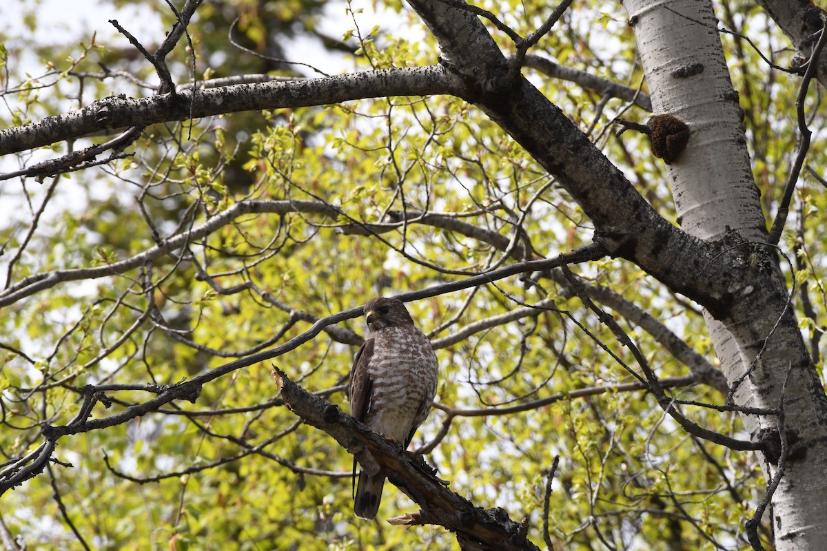 Broad-winged Hawk - Christina Cutbill