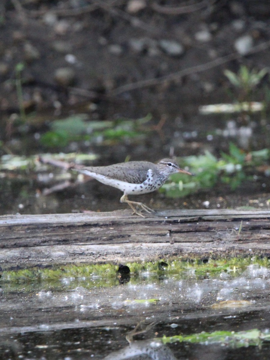 Spotted Sandpiper - Theresa Buley