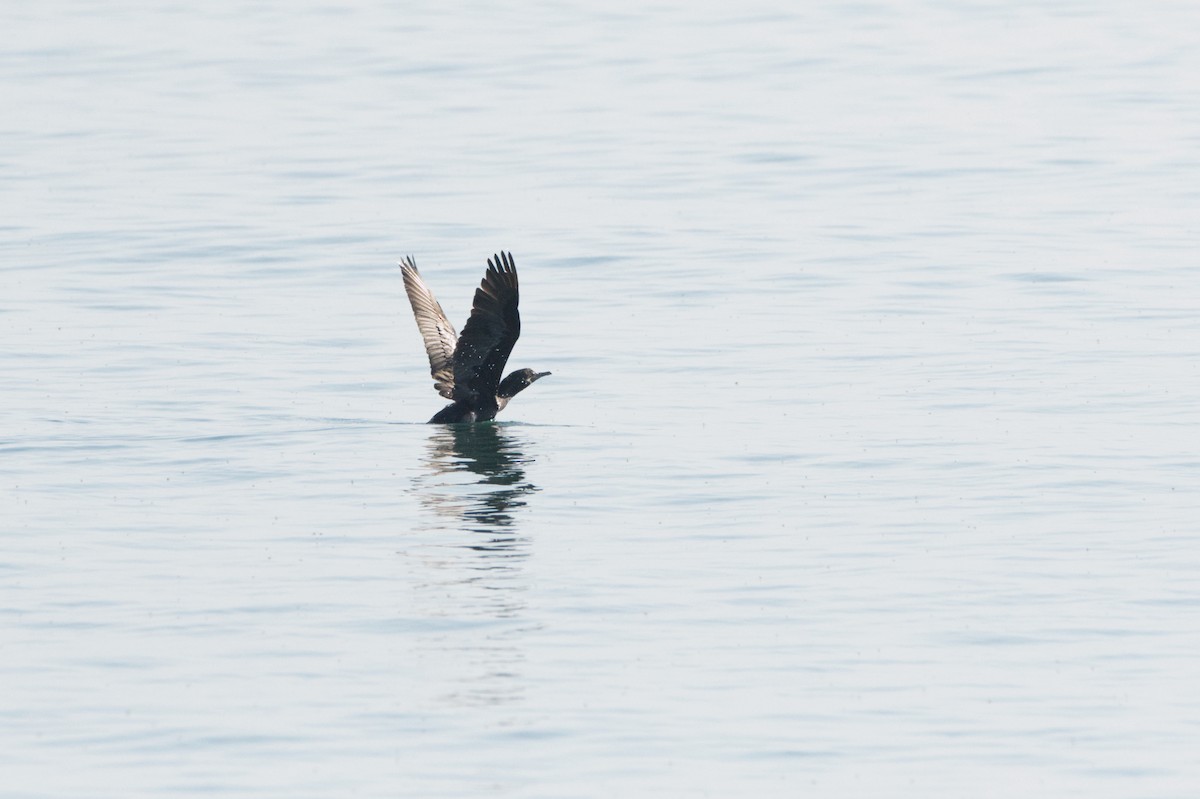 Neotropic Cormorant - Cameron Chevalier