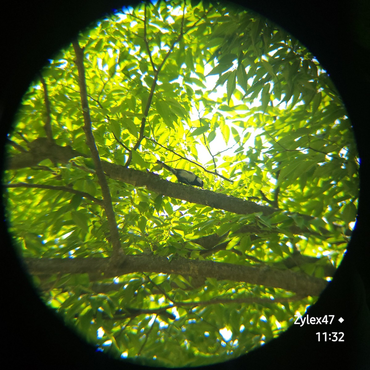 Japanese Tit - Dusky Thrush