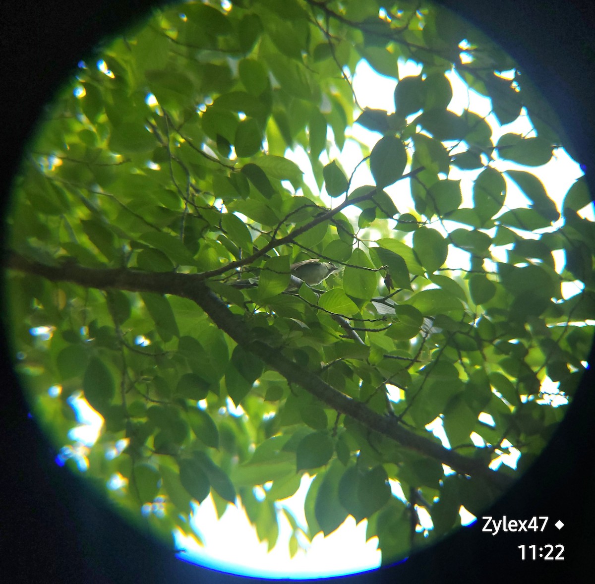 Japanese Tit - Dusky Thrush