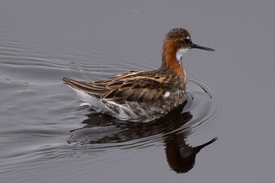 Phalarope à bec étroit - ML619471170