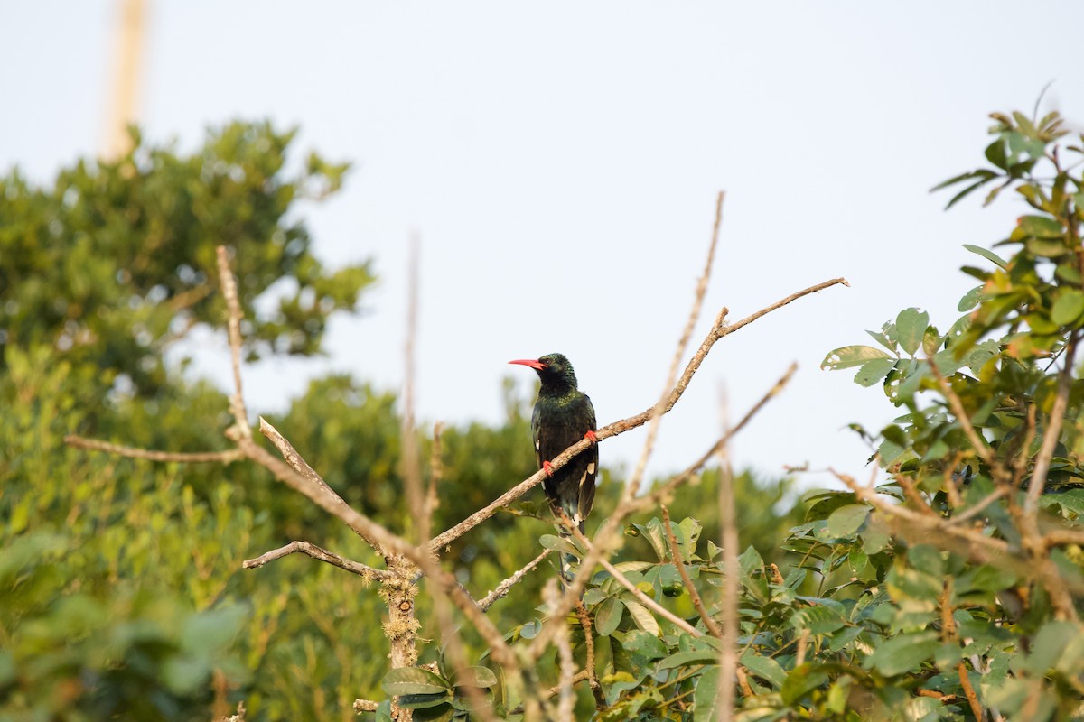 Green Woodhoopoe - ML619471172