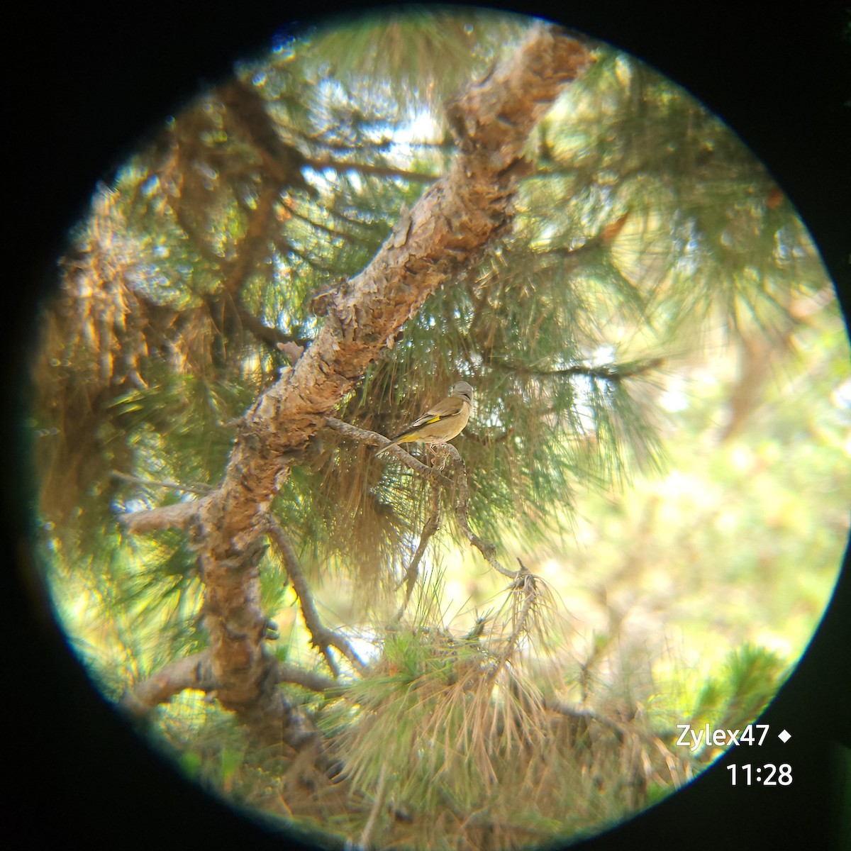 Oriental Greenfinch - Dusky Thrush