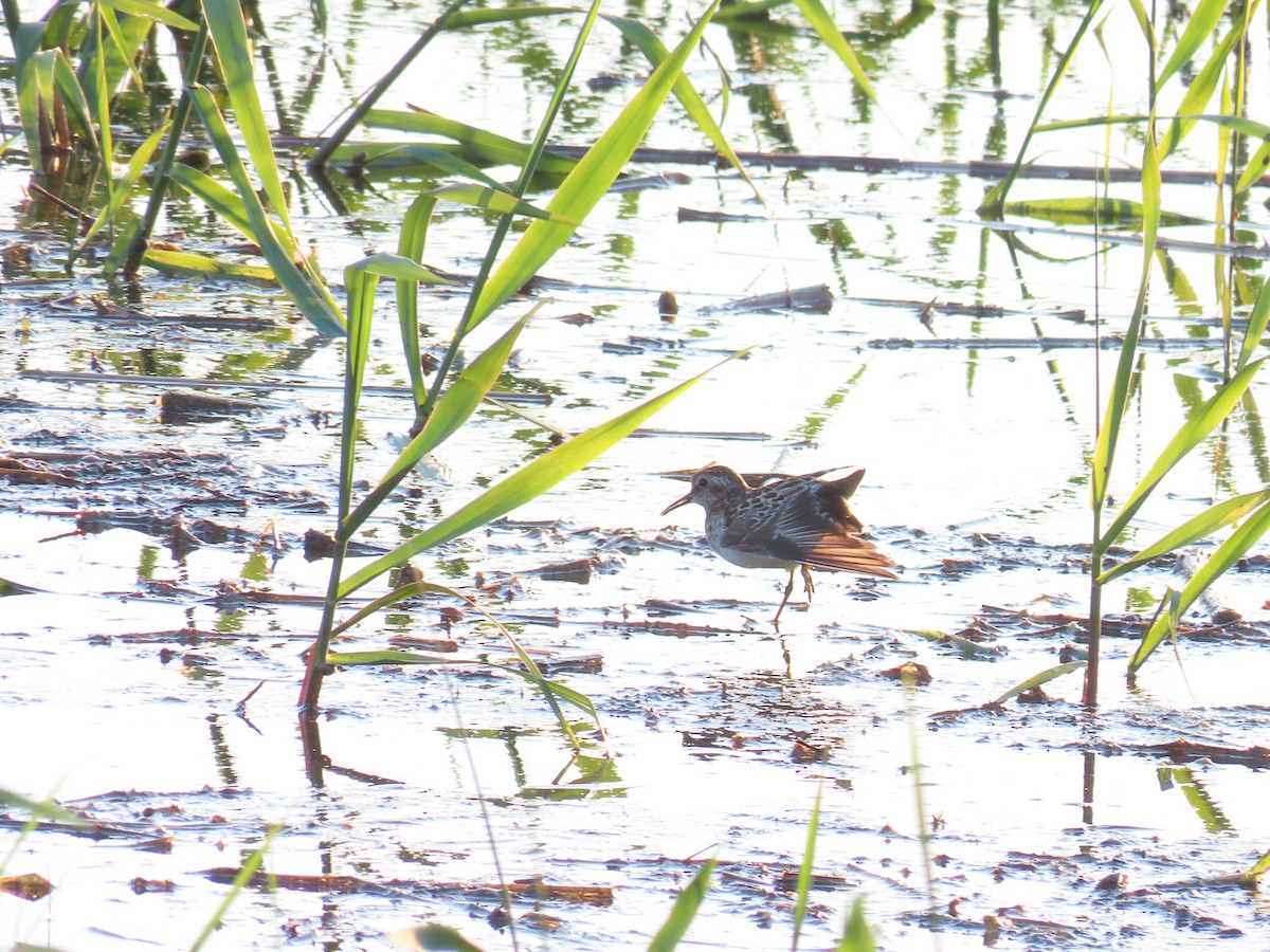 Least Sandpiper - Aaron Pietsch