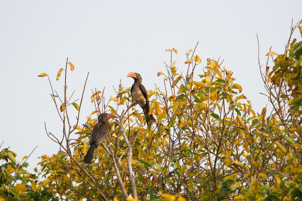 Crowned Hornbill - Nick Leiby