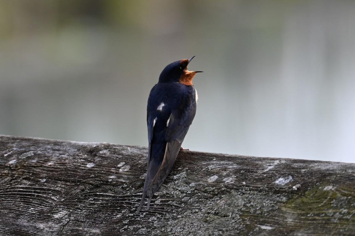 Barn Swallow - Nicolle and H-Boon Lee