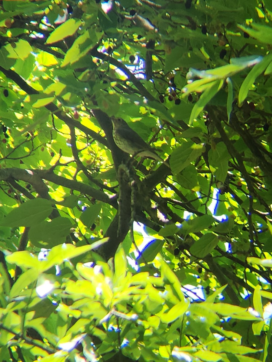 Swainson's Thrush - Brandon Reed