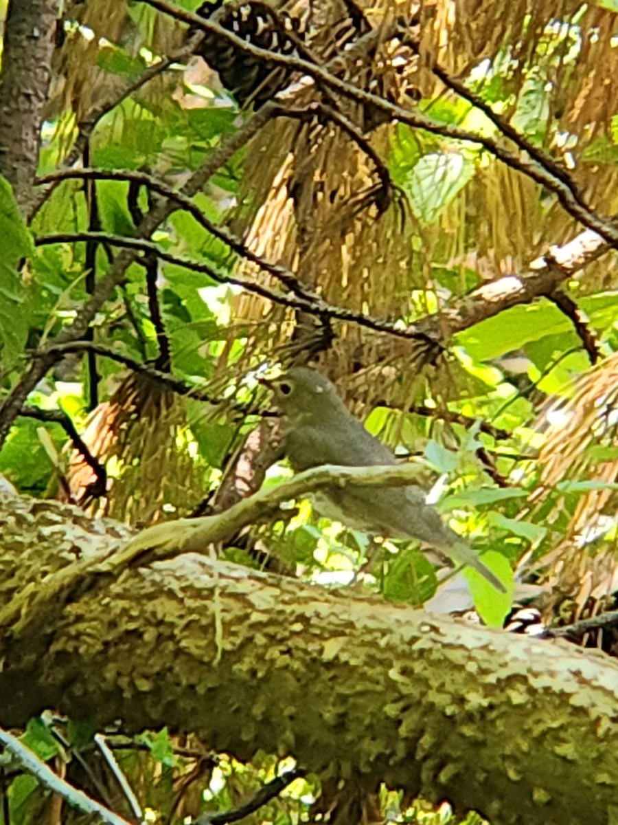 Swainson's Thrush - Brandon Reed