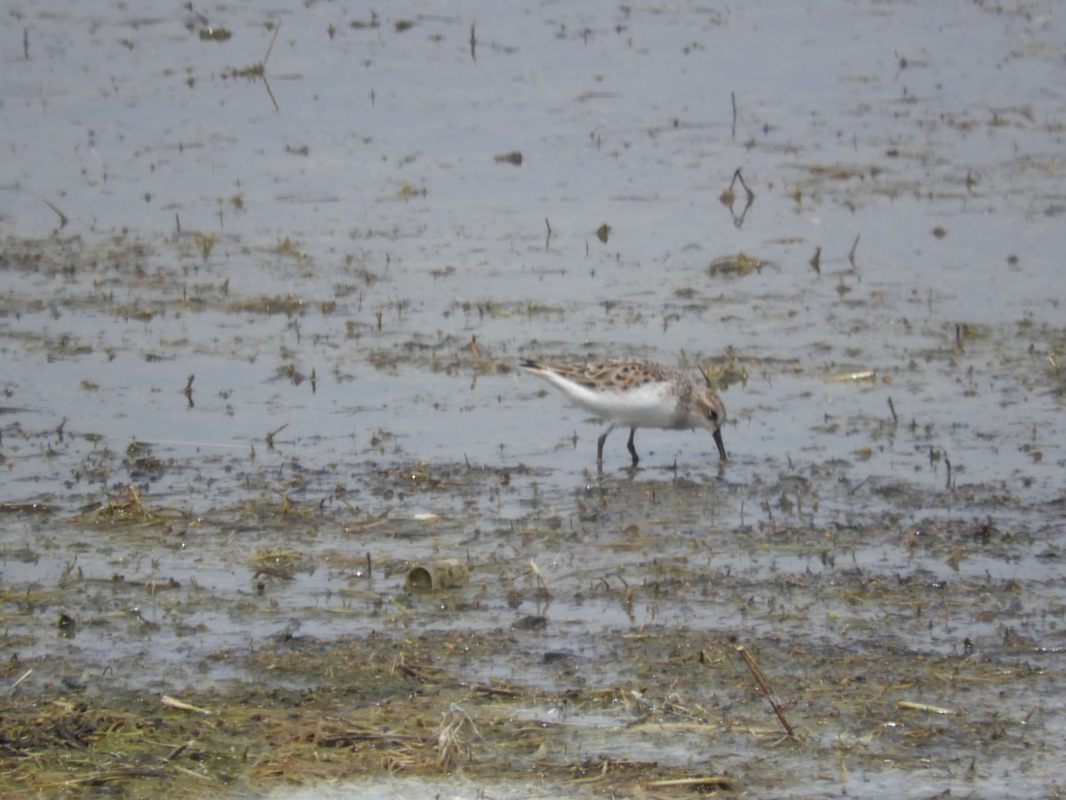 Little Stint - Mac  McCall