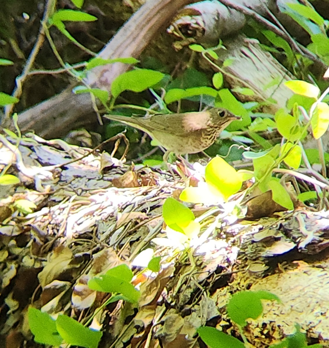 Gray-cheeked Thrush - Brandon Reed