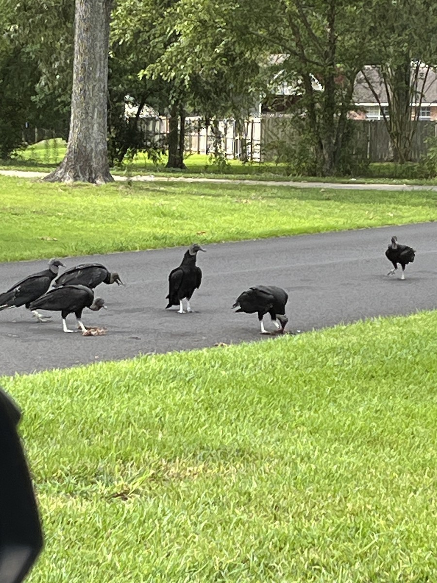 Black Vulture - Kathy Pourciau