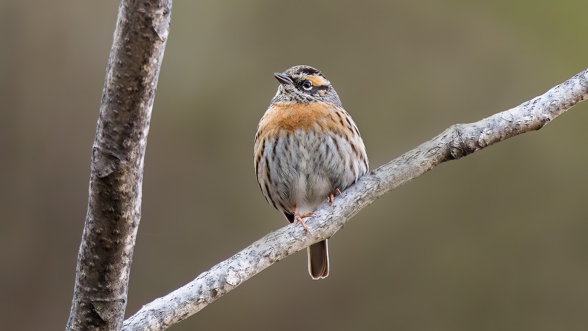 Rufous-breasted Accentor - ML619471241