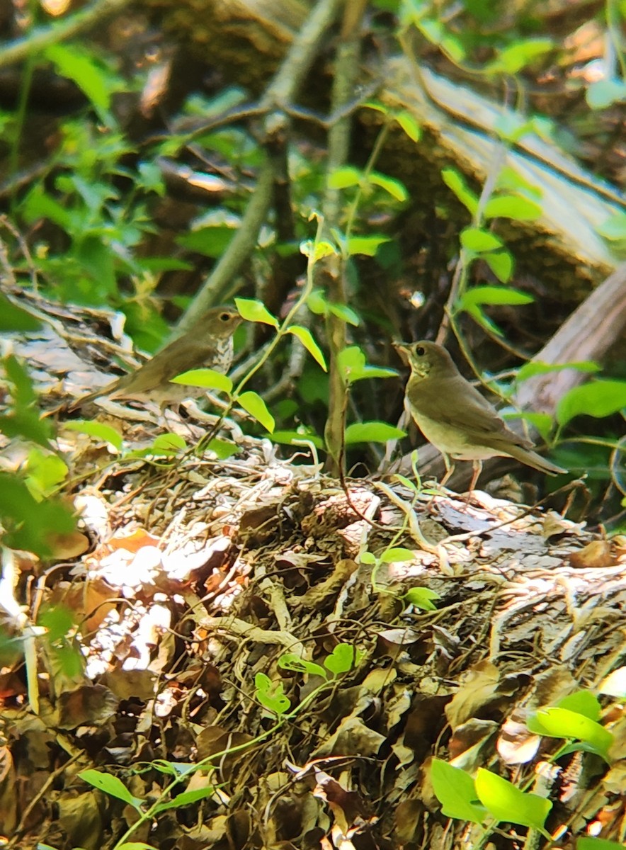 Gray-cheeked Thrush - Brandon Reed