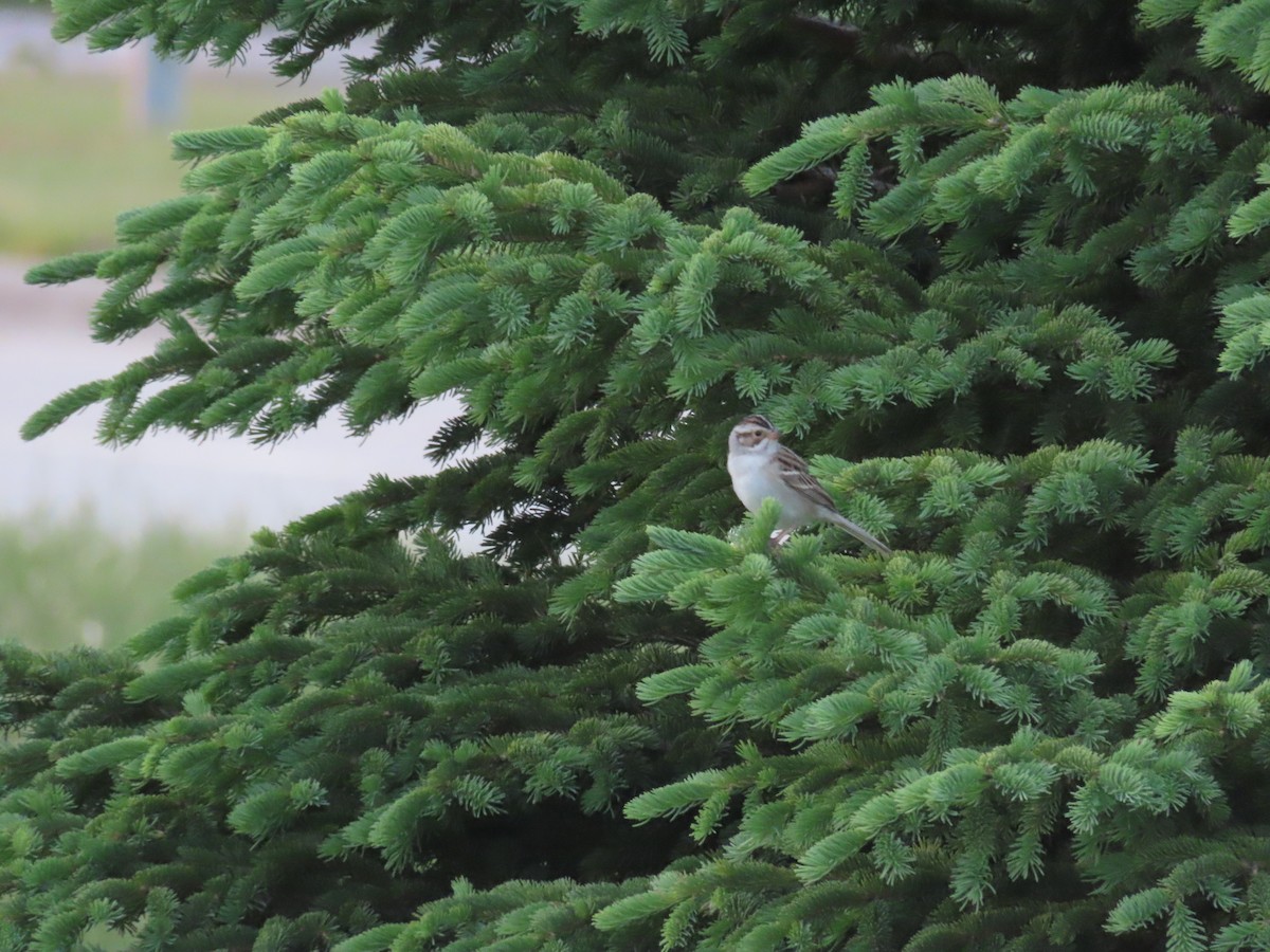 Clay-colored Sparrow - Aaron Pietsch