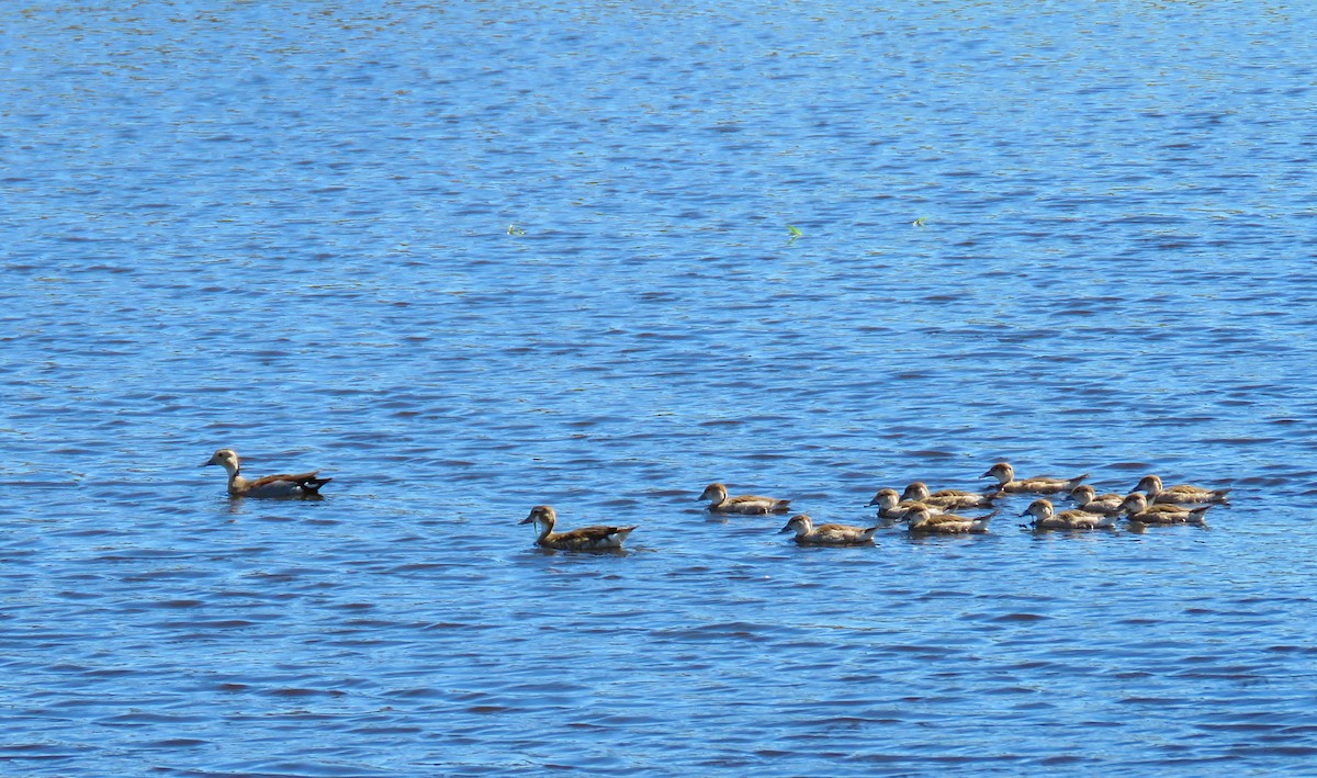 Ringed Teal - Marisel Morales