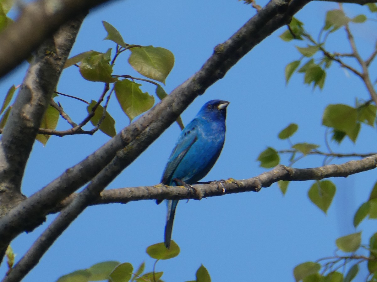 Passerin indigo - ML619471252