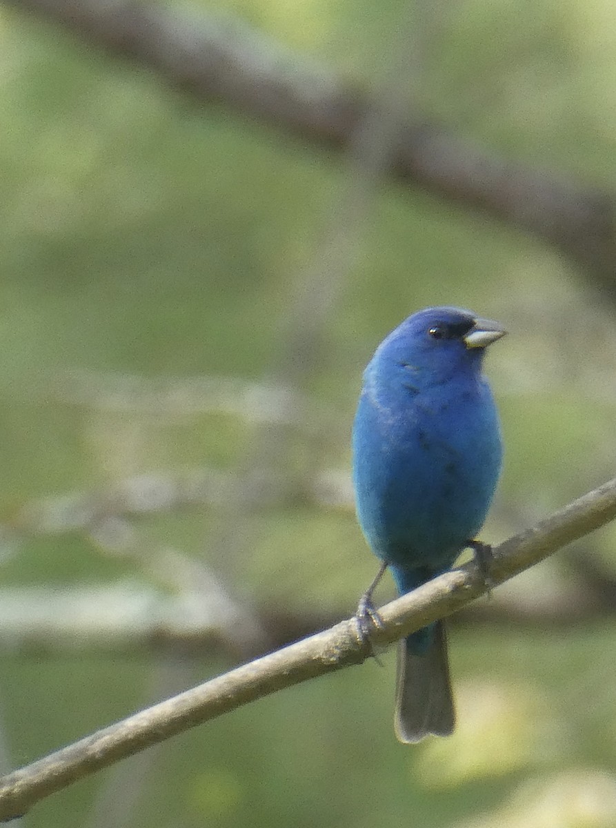 Passerin indigo - ML619471253