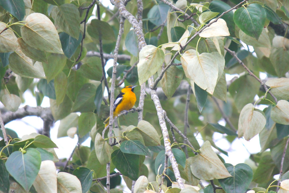 Bullock's Oriole - Alex Young