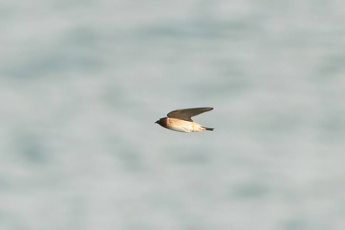 Cliff Swallow (pyrrhonota Group) - ML619471259