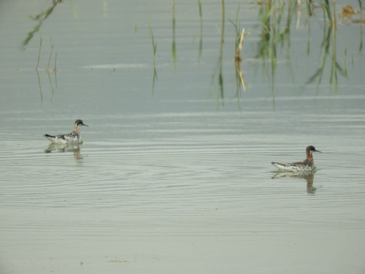 Red-necked Phalarope - Mac  McCall