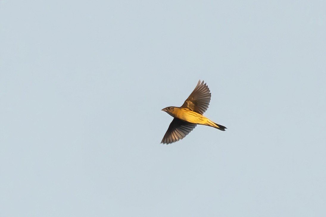 bobolink americký - ML619471273