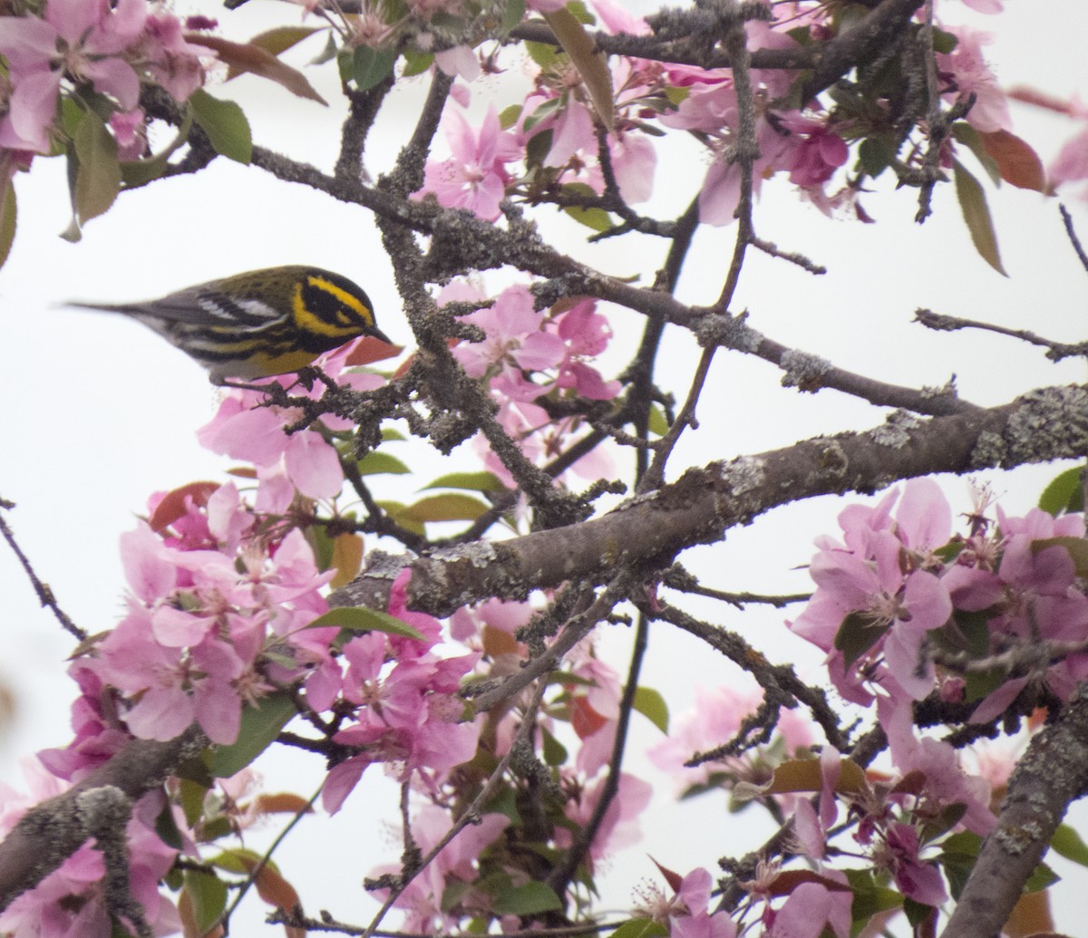 Townsend's Warbler - Angelina Joiner