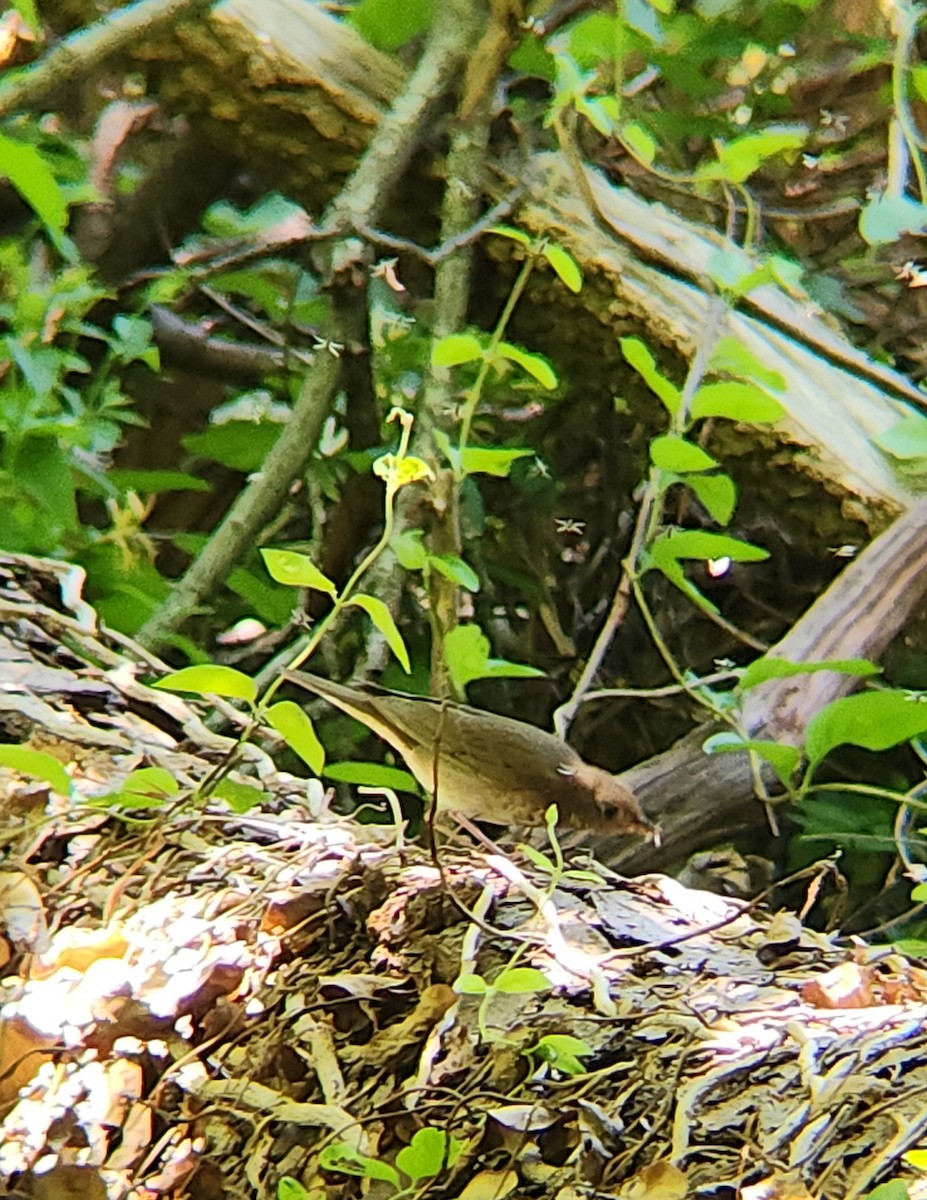 Gray-cheeked Thrush - Brandon Reed