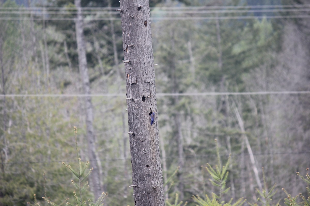 Western Bluebird - Alex Young